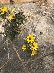 Helianthus debilis cucumerifolius