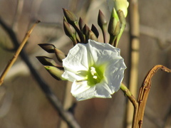 Ipomoea intrapilosa