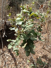Rhus standleyi