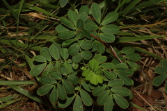 Senna pendula glabrata