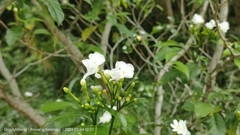 Tabernaemontana divaricata