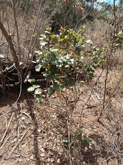 Rhus standleyi