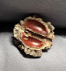 Elaeocarpus ganitrus