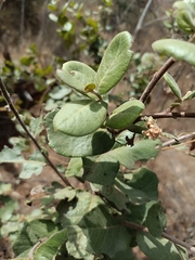 Rhus standleyi