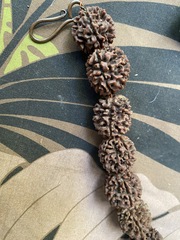 Elaeocarpus ganitrus