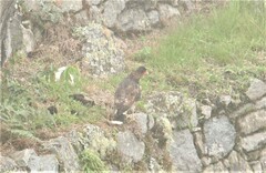 Daptrius megalopterus