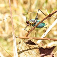 Stenophyllia modesta
