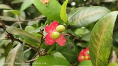 Ochna serrulata
