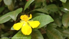 Ochna serrulata