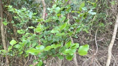 Lindera akoensis