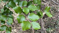 Lindera akoensis