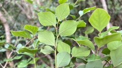 Lindera akoensis