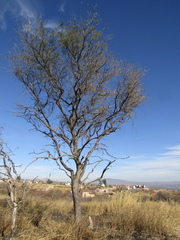 Prosopis laevigata