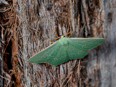 Prasinocyma semicrocea