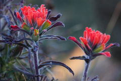 Castilleja foliolosa