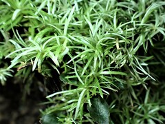 Polytrichum commune