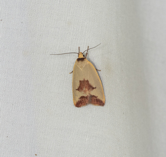 Ageletha hemiteles