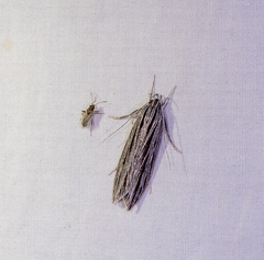 Leistarcha scitissimella