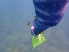Gnathanodon speciosus