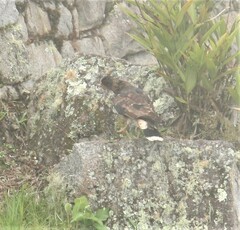 Daptrius megalopterus