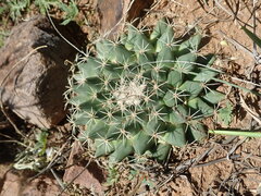 Mammillaria meiacantha
