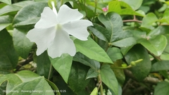 Thunbergia fragrans