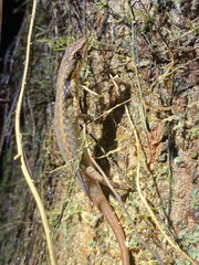 Saproscincus basiliscus