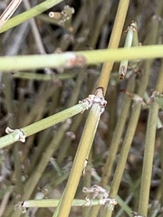 Ephedra californica