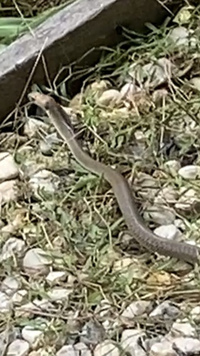 Eastern Brown Snake sighting