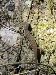 Saproscincus basiliscus