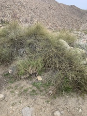 Ephedra californica