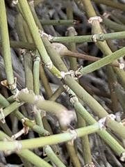 Ephedra californica