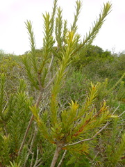 Leucadendron stellare
