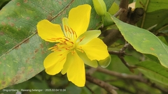 Ochna thomasiana