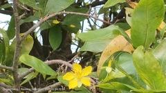 Ochna thomasiana