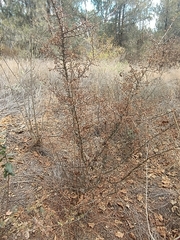 Bursera bipinnata