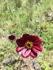 Cosmos scabiosoides