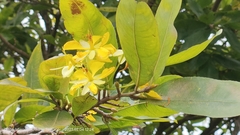 Ochna thomasiana