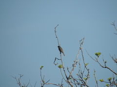 Sporophila caerulescens