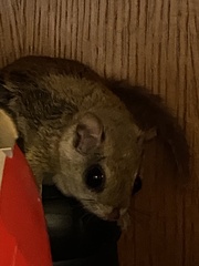Glaucomys sabrinus