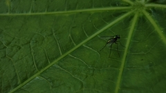 Chrysosoma globiferum