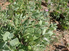 Mandevilla macrosiphon