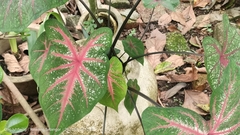 Caladium bicolor