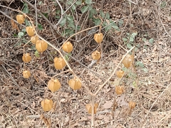 Physalis nicandroides
