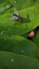 Hydrotaea