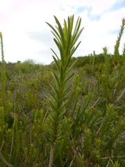 Leucadendron stellare