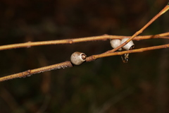 Doratifera vulnerans