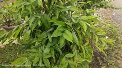 Dracaena surculosa