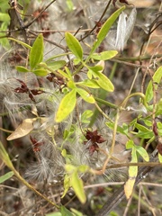 Clematis microphylla