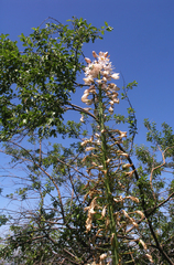 Eremurus robustus